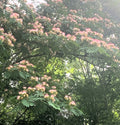 Pink Mimosa Cuttings 8-10” Persian Silk Tree Albizia Julibrissin Qty 5 - Vibrant Pink Flowers for Gardening or Landscaping