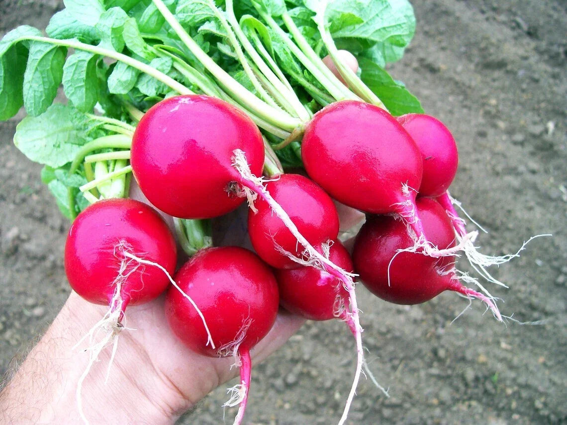 Cherry Belle Radish Seeds - 50+ Heirloom Organic Non-GMO - Raphanus sativus