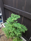 Katuk Cuttings - 12 Sweet Leaf Cuttings, Nutty Flavor - Sauropus androgynus - 5 Inches