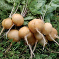 Golden Helios Radish Seeds - NON-GMO, Rare Heirloom Variety, Multiple Sizes Available, Raphanus sativus