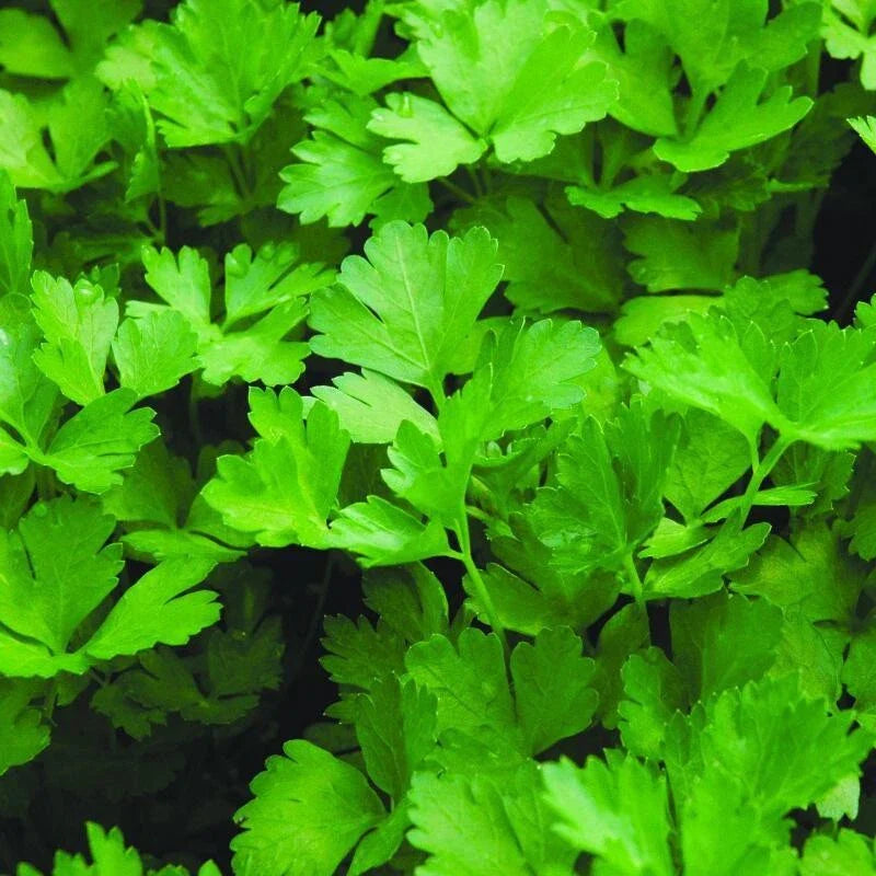 Parsley Seeds - 100 Plain Non-GMO Organic Herb Seeds - Medicinal Culinary Garden Herbs - Petroselinum crispum