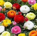Dozen Mixed Peony Ranunculus Bulbs - 12 Large Healthy Bulbs - Ships from Iowa - Colorful Garden Flowers