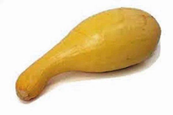 Golden Crookneck Squash Seeds, Heirloom Non-GMO, 100 Seeds, Cucurbita pepo