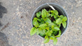 Live Apple Fruit Tree Rooted Plant - Honey Crisp, Fuji, Gala, Pink Lady, Granny Smith - Malus domestica