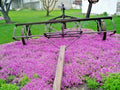 Purple Rockcress Flower Seeds - 501+ Drought Tolerant Groundcover for Containers - Arabis caerulea