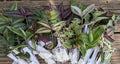 Tradescantia Cuttings - 20 Vibrant Color Mystery Cuttings - Perfect for Propagation - Easy to Grow Houseplants