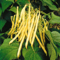 Golden Yellow Wax Bean Seeds - USA Vegetable String Green Butter Pod - Phaseolus vulgaris