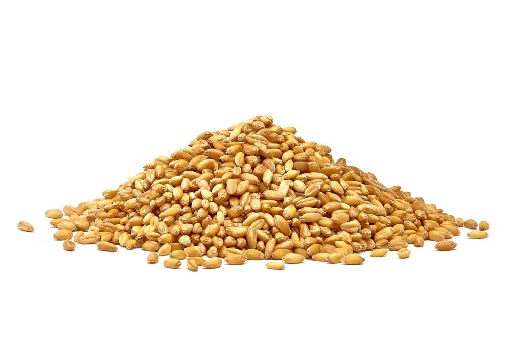 Wheat Cover Crop Seeds - Non-GMO Winter Wheat - Deer & Turkey Food Plot - Triticum aestivum
