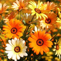 African Mix Daisy Seeds - Cape Marigold Variety for 2025 Planting - Dimorphotheca spp.