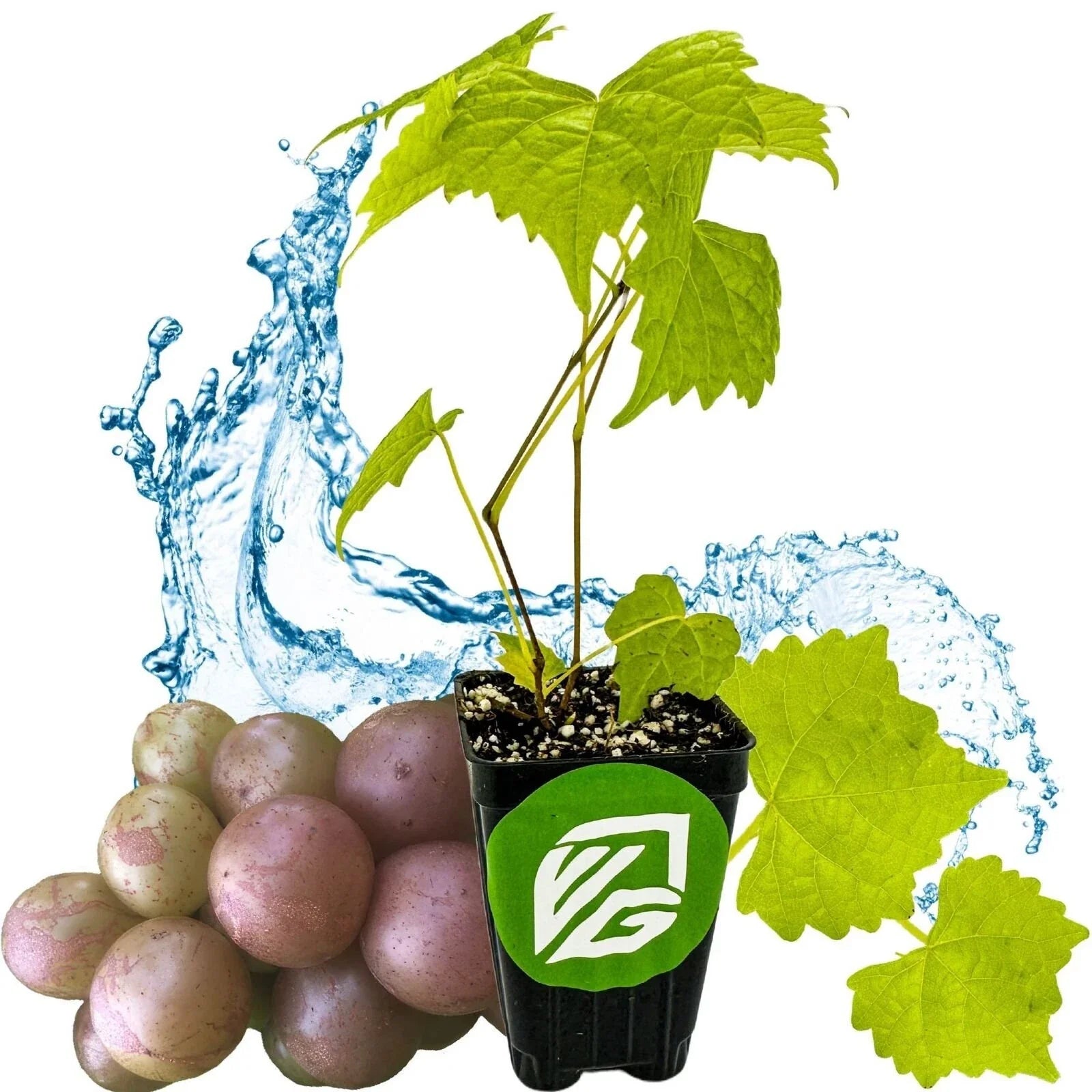 Muscadine Grape Vine - Carlos Variety - Vitis rotundifolia - Premium Grape Plant for Home Garden