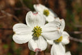 White Flowering Dogwood Seeds, 10 Count, Cornus florida, Northern Variety, Ideal for Landscaping and Gardens