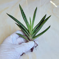 Gasteria 'Little Warty' Succulent Live Plant - 5" Indoor Decorative Greenery, Ideal for Home and Office Decor