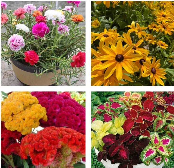 Flower Seed Collection - 4 Varieties: Rose Moss, Black Eyed Susan, Coleus, Celosia Cristata
