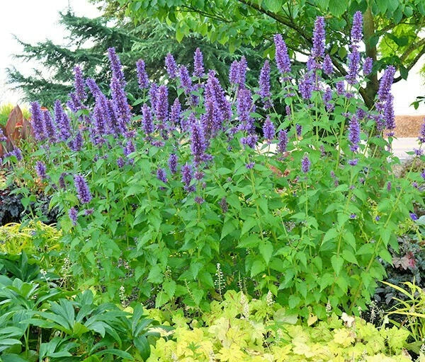 Purple Giant Hyssop Seeds - 101+ Count - Native Wildflower for Drought & Heat Tolerance - Pollinator Friendly (Agastache foeniculum)