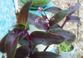 Wandering Jew Plant - 4" Pot - Tripogandra Serrulata Purple Scimitars, Tradescantia Elongata - Indoor Houseplant