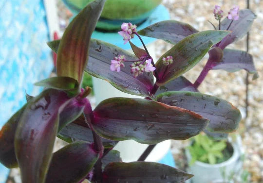 Wandering Jew Plant - 4" Pot - Tripogandra Serrulata Purple Scimitars, Tradescantia Elongata - Indoor Houseplant