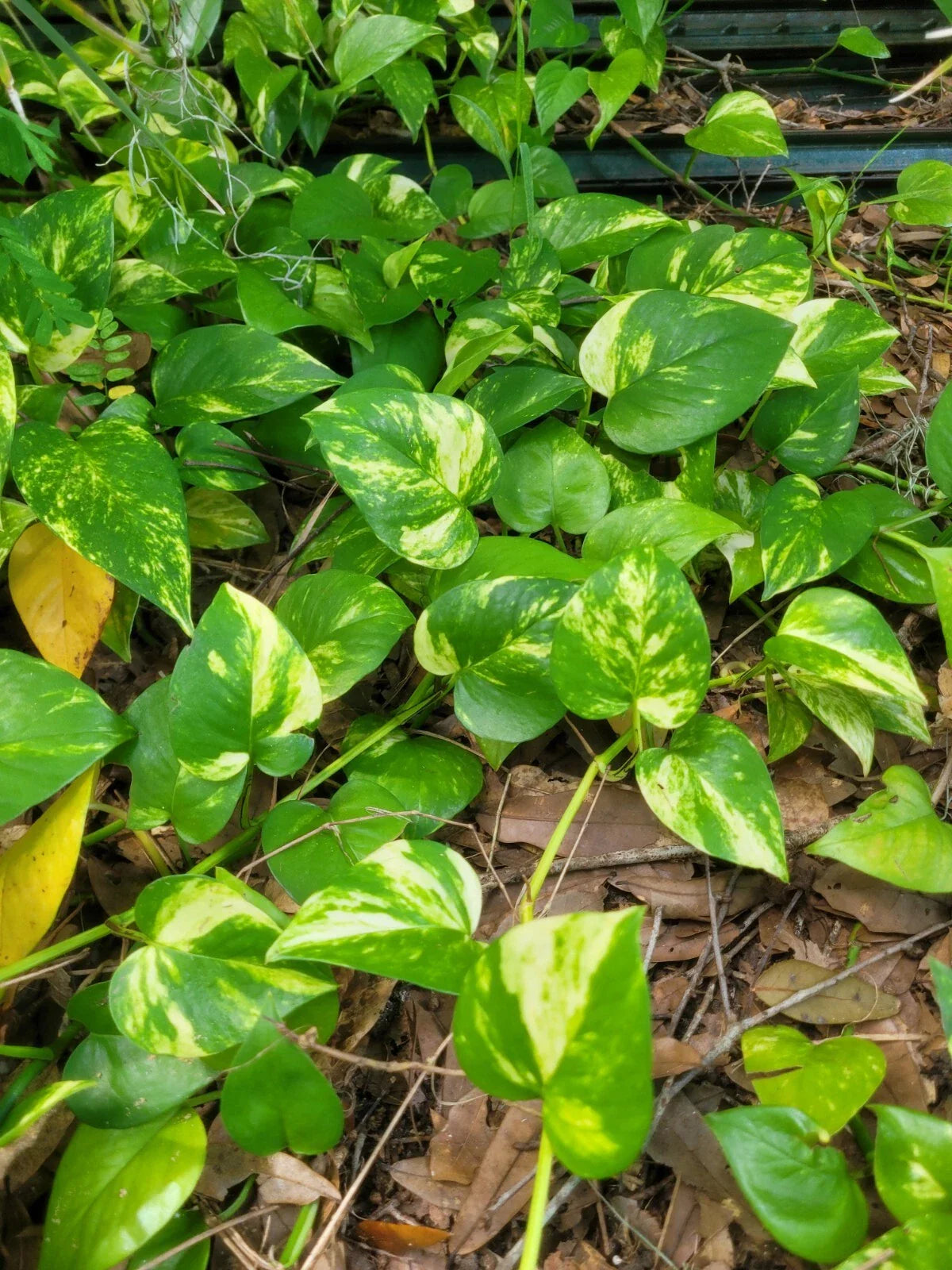 Golden Pathos Live Plant Cuttings 6 Rooted 3"-6" Long - Pothos aureus Indoor/Outdoor Houseplant