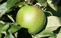 Granny Smith Apple Seeds - 25+ Seeds for Garden Planting - Malus domestica - USA Grown, Free Shipping