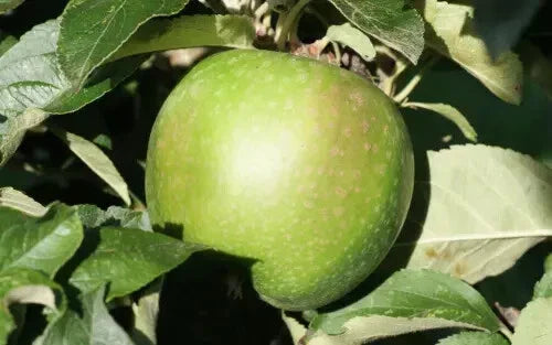 Granny Smith Apple Seeds - 25+ Seeds for Garden Planting - Malus domestica - USA Grown, Free Shipping