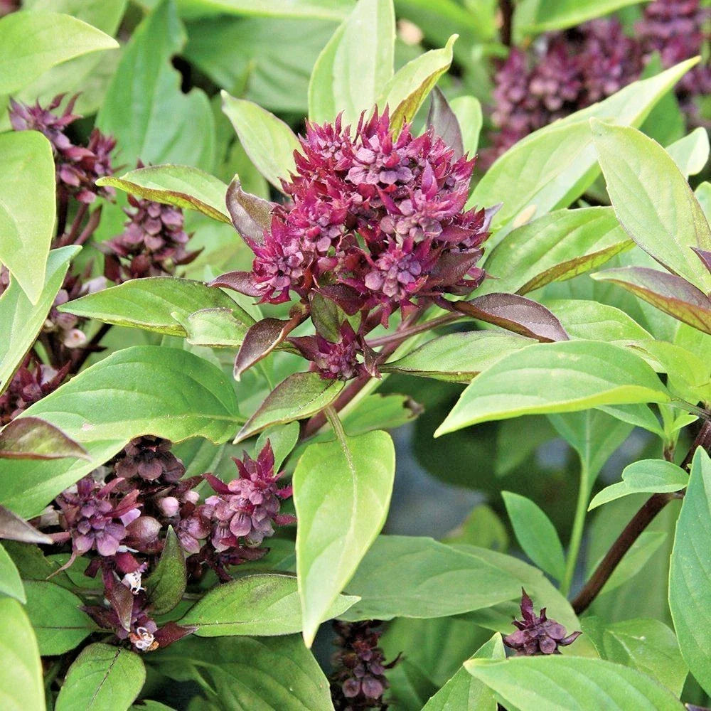Siam Queen Basil Seeds - Organic Herb for Summer Vegetable Garden & Patio Container - Ocimum basilicum