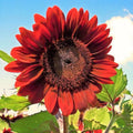 Sunflower Seeds 50pcs Velvet Queen Big Red Flower Helianthus annuus