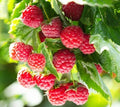 Latham Raspberry Plants - Easy to Grow - Non-Shipping to California - Rubus idaeus 'Latham'