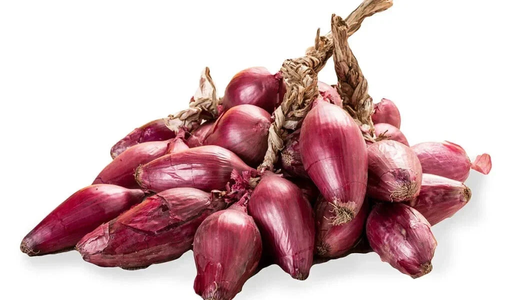 Tropea Lunga Onion Seeds - 500+ Pack - Italian Sweet Onion - Allium cepa - Perfect for Garden Planting, USA