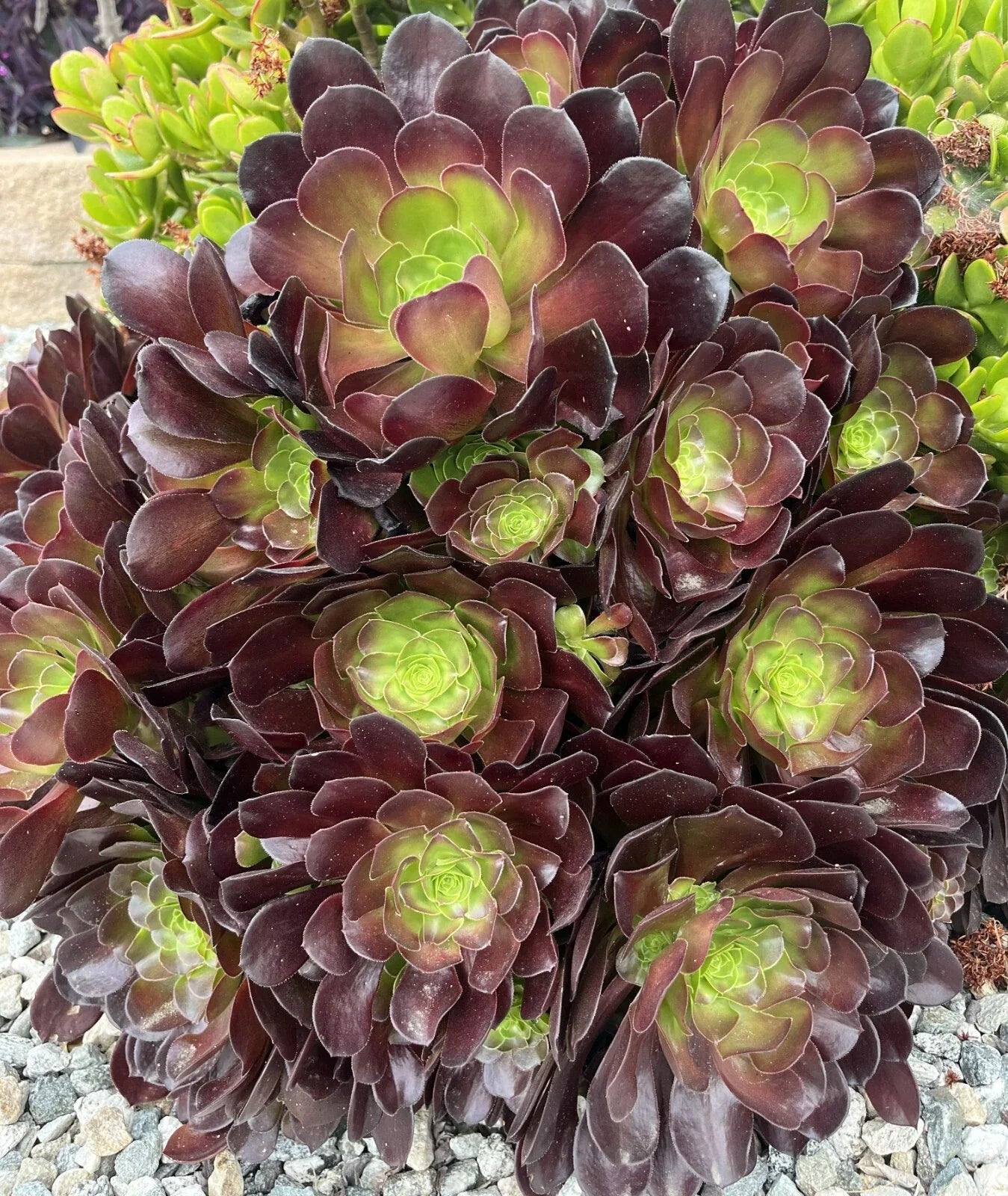 Black Rose Aeonium Cuttings - 5 Pack Zwartkop Succulent Cactus Plants