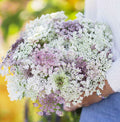 Queen Anne's Lace Seeds - Chocolate Burgundy Variety - Butterfly Host Plant - 200 Count