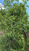 Jujube Tree Cuttings - 5pcs, Ziziphus jujuba, Organic Jujube Plant Propagation Supplies