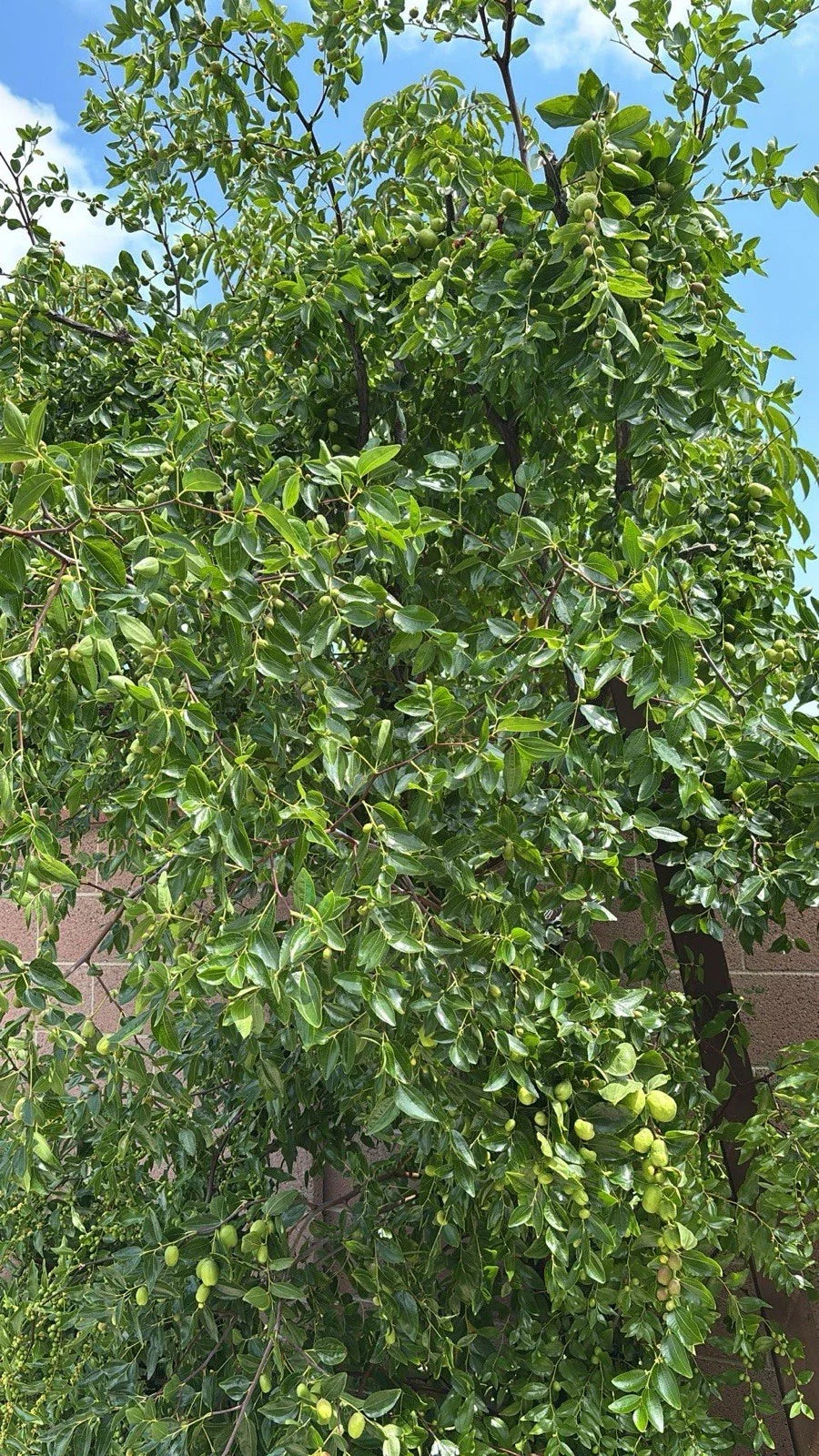 Jujube Tree Cuttings - 5pcs, Ziziphus jujuba, Organic Jujube Plant Propagation Supplies