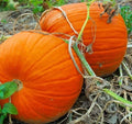 Pumpkin Seeds for Planting 5-100 Count Max Connecticut Jack O Lantern Non-GMO Cucurbita pepo