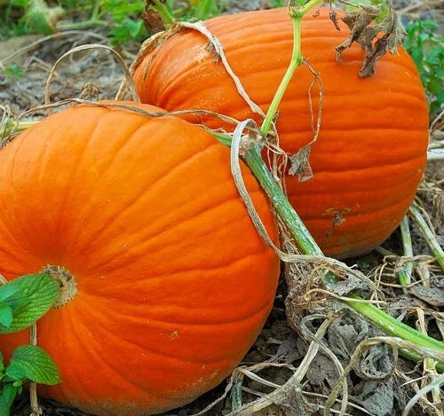 Pumpkin Seeds for Planting 5-100 Count Max Connecticut Jack O Lantern Non-GMO Cucurbita pepo