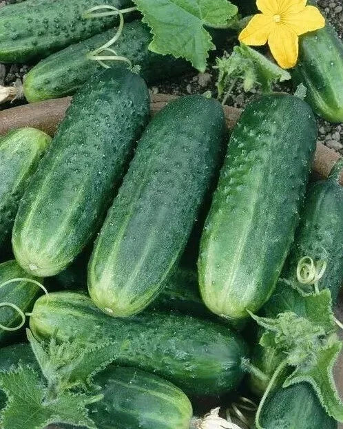 Carolina Cucumber Seeds - Organic Heirloom Non-GMO - Fresh Cucumis sativus