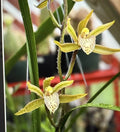 Cymbidium Orchid Seedling - Black Mosquito Variety - No Pot - Unique Indoor Plant