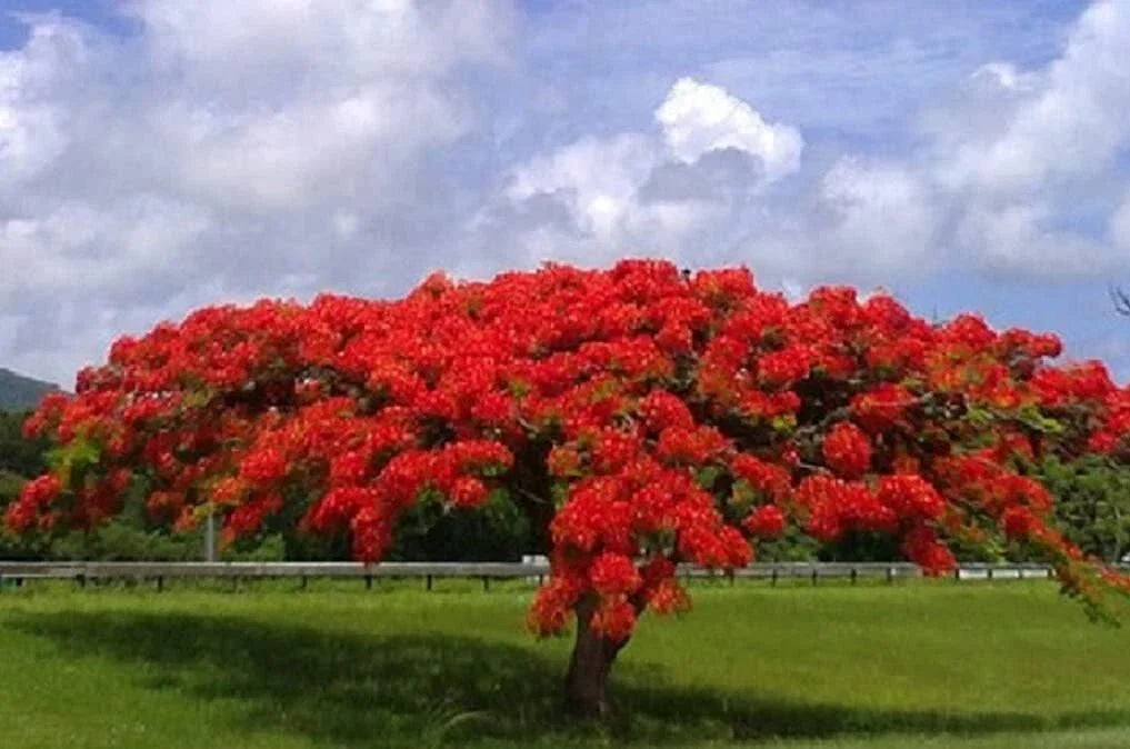 Royal Poinciana Seeds - 20 Count - Delonix regia - Flamboyant Flame Tree Gulmohar