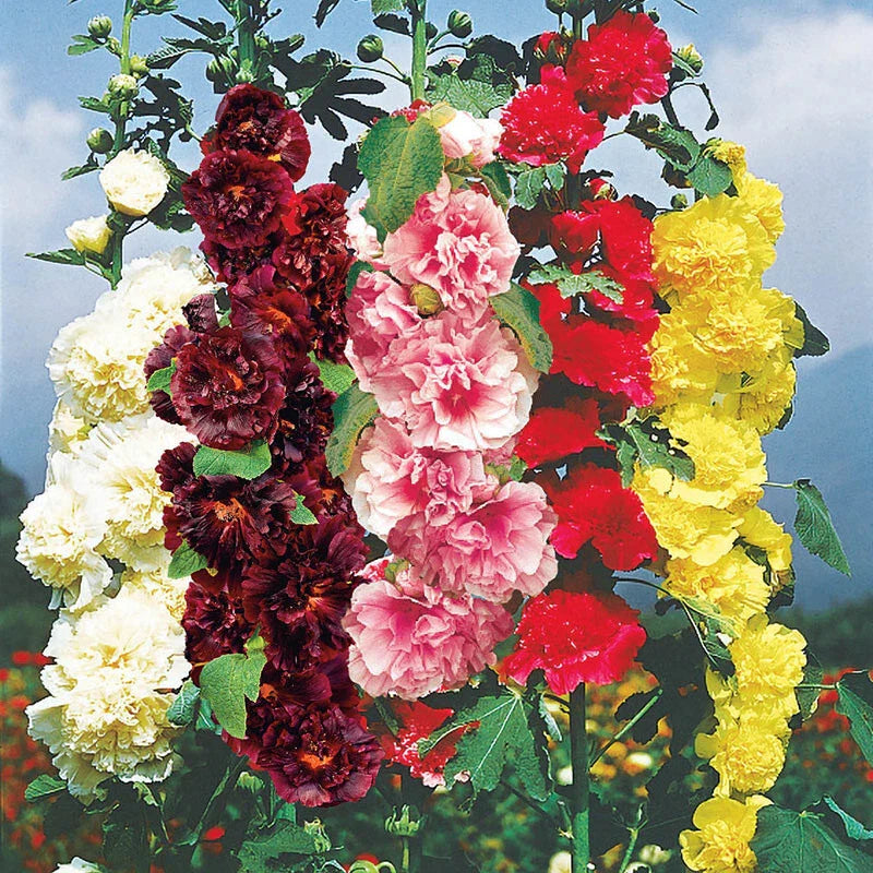 Hollyhock Seeds - 35 Seeds - Chater's Double Mix - Alcea rosea - Buy 15 for Free Shipping