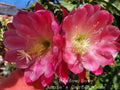 Epiphyllum Cuttings - Unrooted 8-10 Inches - Meadow Rose Variety - Exotic Houseplant
