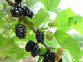 Mulberry Cuttings 10 Pack 6"-8" Red & Black Morus spp. Unrooted for Grafting & Rooting, Hardy Zones 4-8