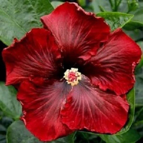 Dark Red Hibiscus Seeds - 20 Perennial Flower Seeds - Hibiscus rosa-sinensis - Fast Shipping from US Seller