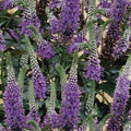 Purple Veronica Seeds - Speedwell Royal Candle Flower - 100 Perennial Flower Seeds - Veronica spicata