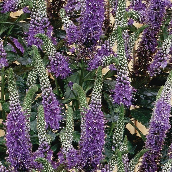 Purple Veronica Seeds - Speedwell Royal Candle Flower - 100 Perennial Flower Seeds - Veronica spicata