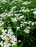 Wildflower Seeds - 100+ Quinine Seeds - Parthenium integrifolium - Medicinal Herb