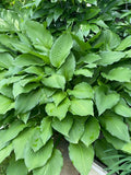 Green Hosta Sieboldiana Live Plants Set of 4 Bare Roots Perennial Shade Lover 3 Years Old