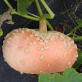 Galeuse D'eysines Seeds - 10+ French Heirloom Non-GMO Galeux Peanut Squash - Cucurbita maxima