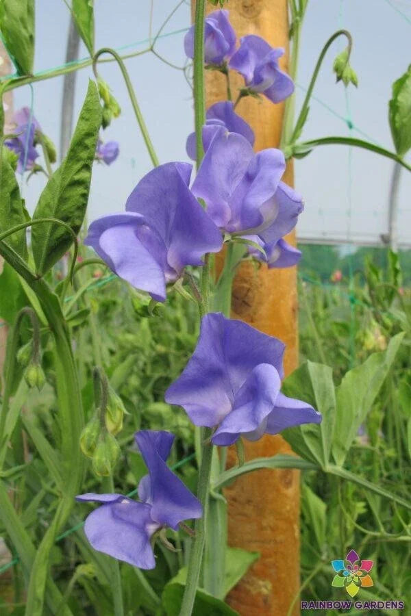 Sweet Pea Seeds - 50+ Pack - Fragrant Garden Variety - Lathyrus odoratus - USA - Free Shipping