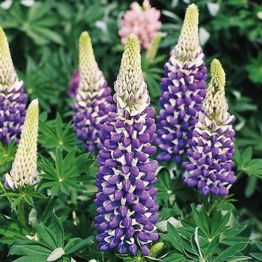 Russell Lupine Seeds - Purple The Governor Perennial - Non-GMO - Hummingbird Attraction - 20 Seeds