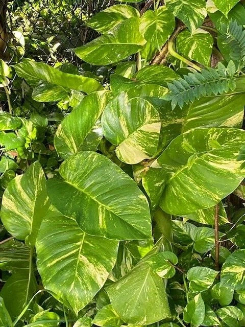 Variegated Giant Golden Queen Pothos Cuttings - Epipremnum Aureum - 6 Healthy Cuttings, Free Shipping