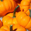 Jack Be Little Pumpkin Seeds | NON-GMO Heirloom Garden Seeds | Small Size | Cucurbita pepo