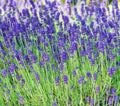 Lavender Seeds 100+ Perennial Herb Plants Purple Aroma Culinary (Lavandula) - Free Shipping